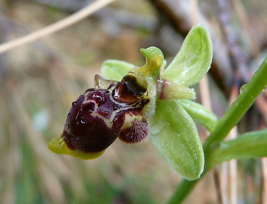 Ophrys scolopax